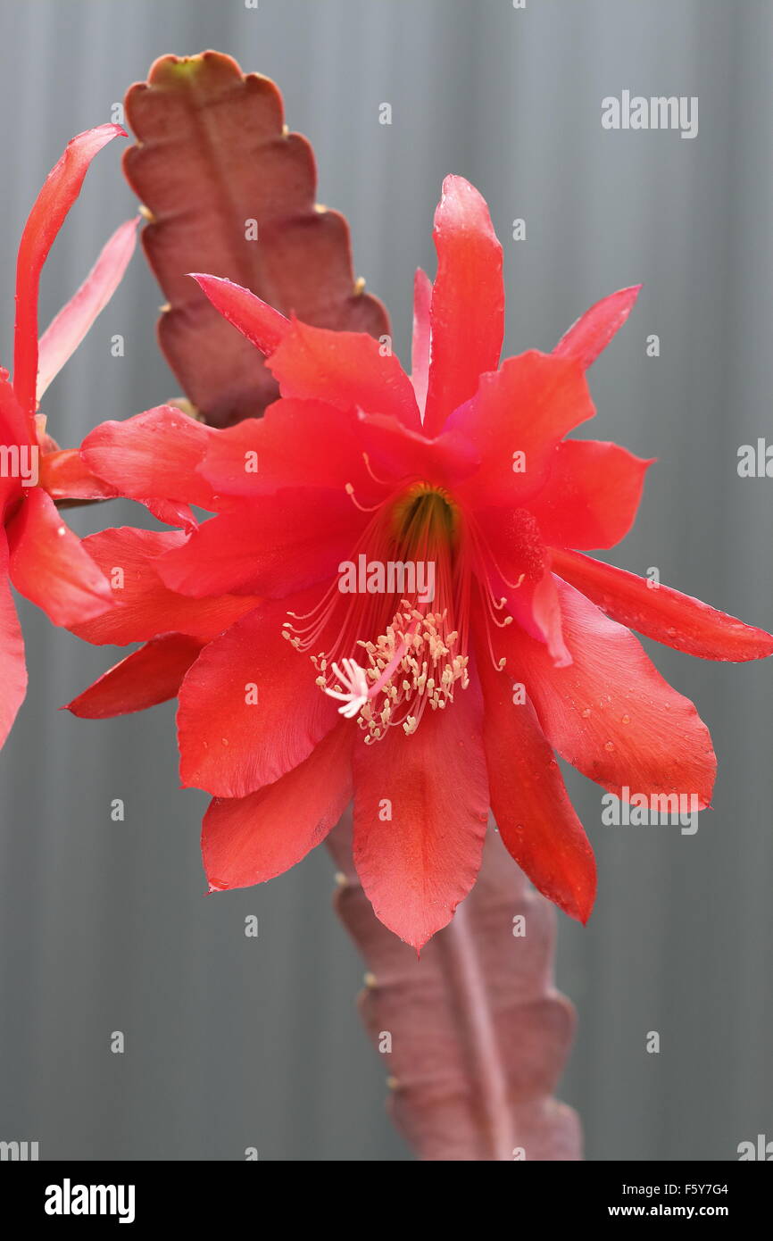 Nahaufnahme von Epiphyllum oder Orchid Cactus blühenden Blumen Stockfoto