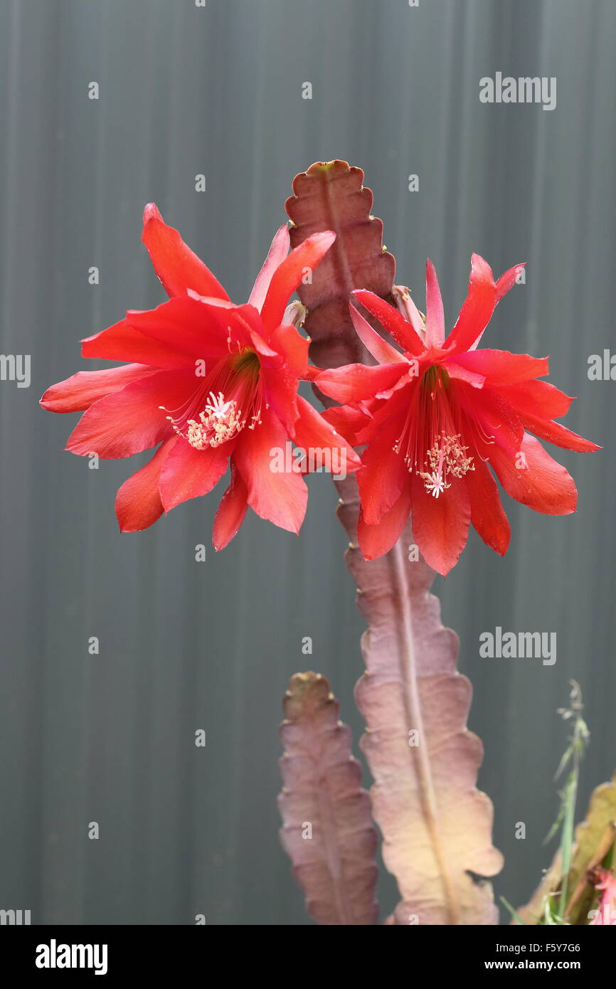 Nahaufnahme von Epiphyllum oder Orchid Cactus blühenden Blumen Stockfoto