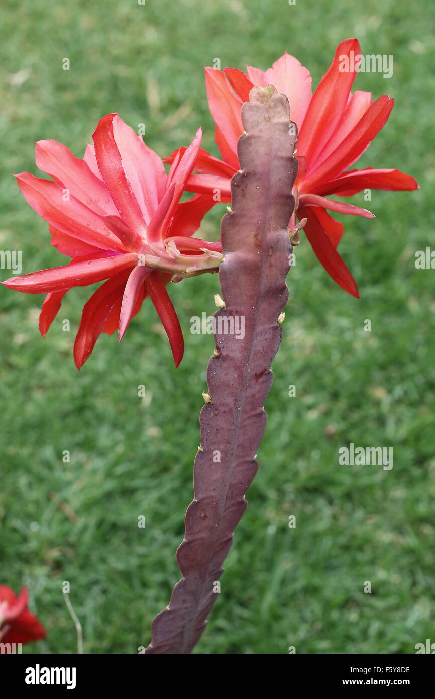 Rückansicht des Epiphyllum oder Orchid Cactus blühenden Blumen Nahaufnahme Stockfoto