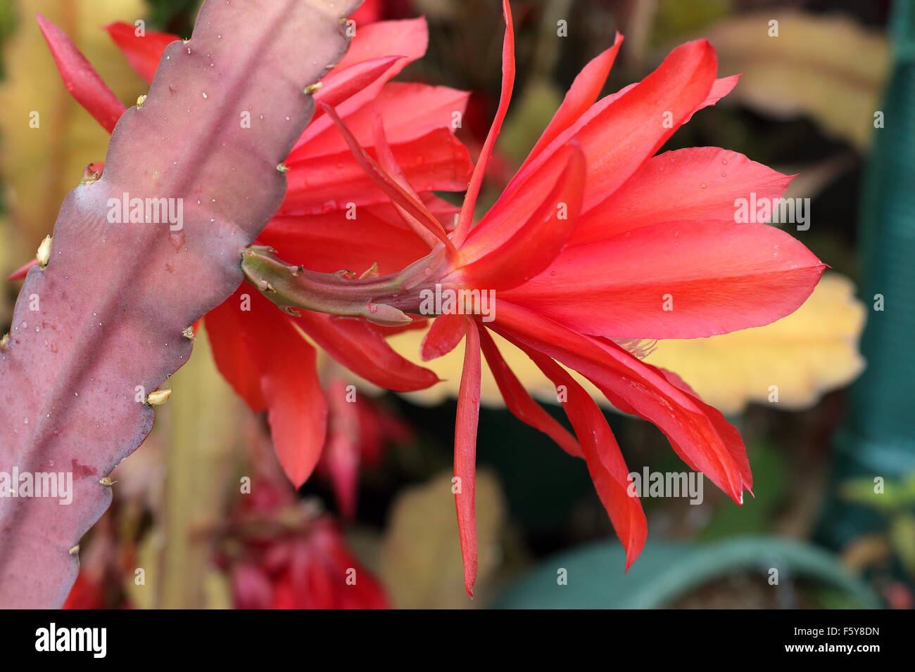 Rückansicht des Epiphyllum oder Orchid Cactus blühenden Blumen Nahaufnahme Stockfoto