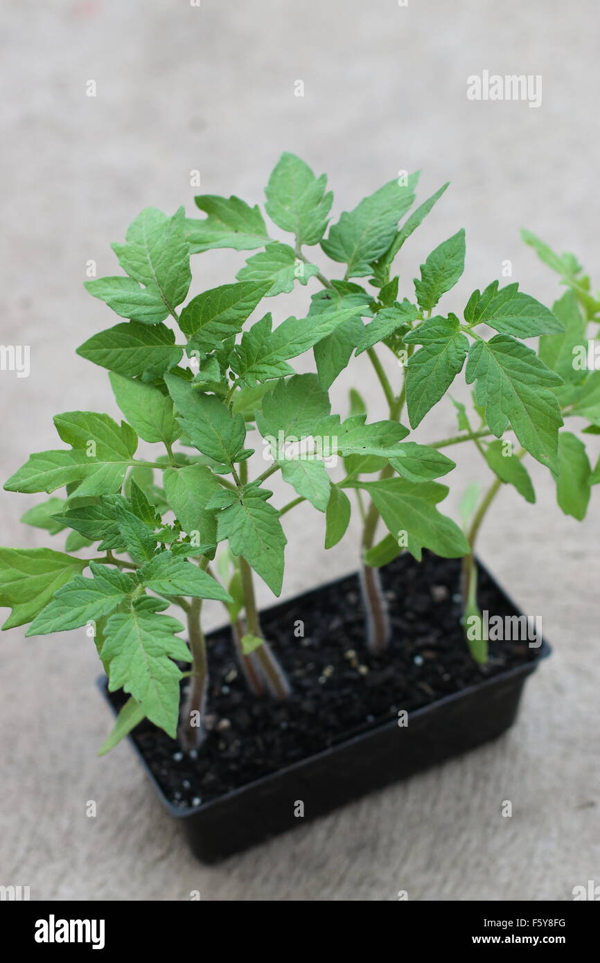 Tomaten-Setzlinge in einen Anzuchtkasten Stockfoto