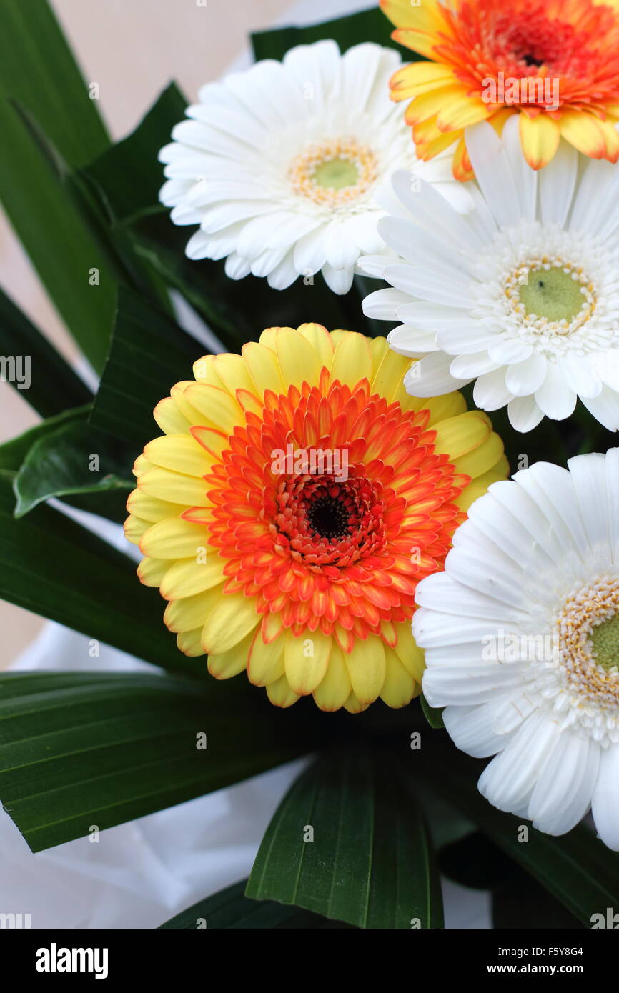 Nahaufnahme von Bouquet von Gerbera Blüten mit orangefarbenen und weißen Gerbera daisies Stockfoto