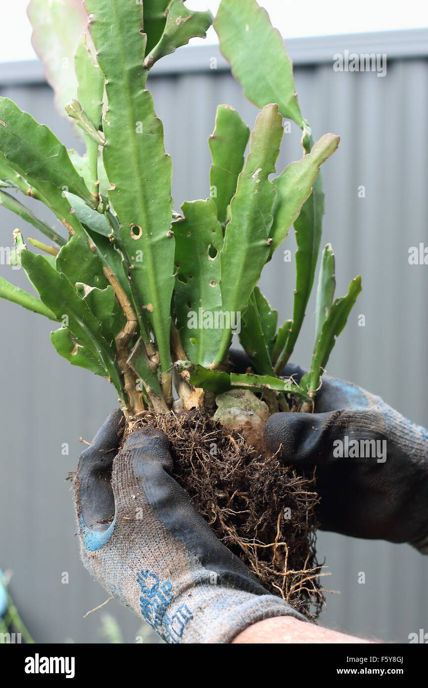 Epiphyllum oder Orchid cactus Stockfoto