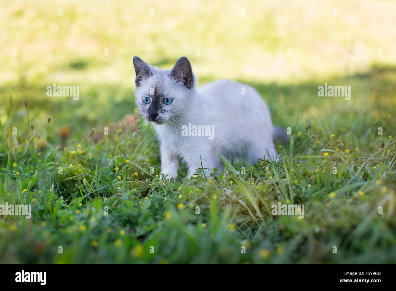 Thai süße Kätzchen Jagd Gras Stockfoto