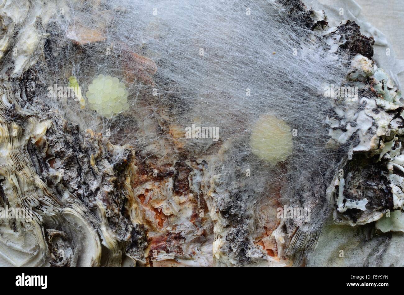 Spinne Ei Säcke hinter Seide Schutzschicht auf Birke Baum Makrofoto Stockfoto