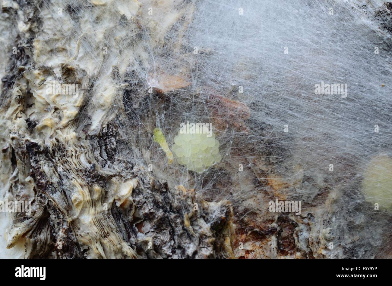 Spinne Ei Säcke hinter Seide Schutzschicht auf Birke Baum Makrofoto Stockfoto