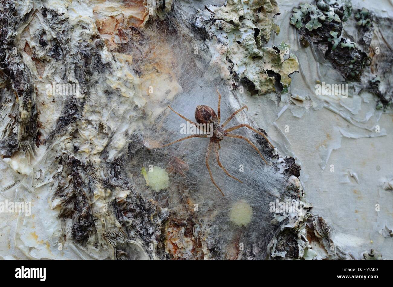 Spinnenmutter hellgelbes zu schützen ist in Säcken Spinne hinter Seide Schicht auf Birke im Sommer Makrofoto Stockfoto