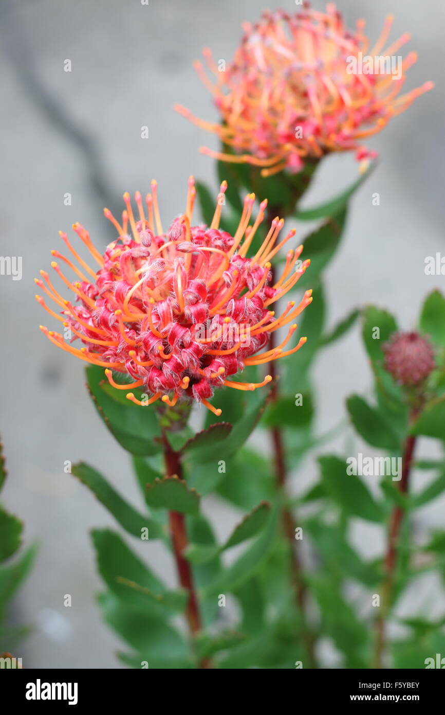 Leucospermum Glabrum x Tottum oder auch bekannt als Karneval rot proteas Stockfoto