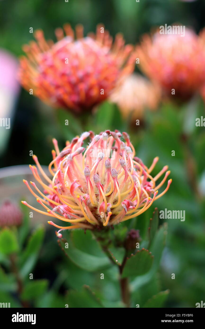 Flowering pincushion protea leucospermum Fotos und Bildmaterial in