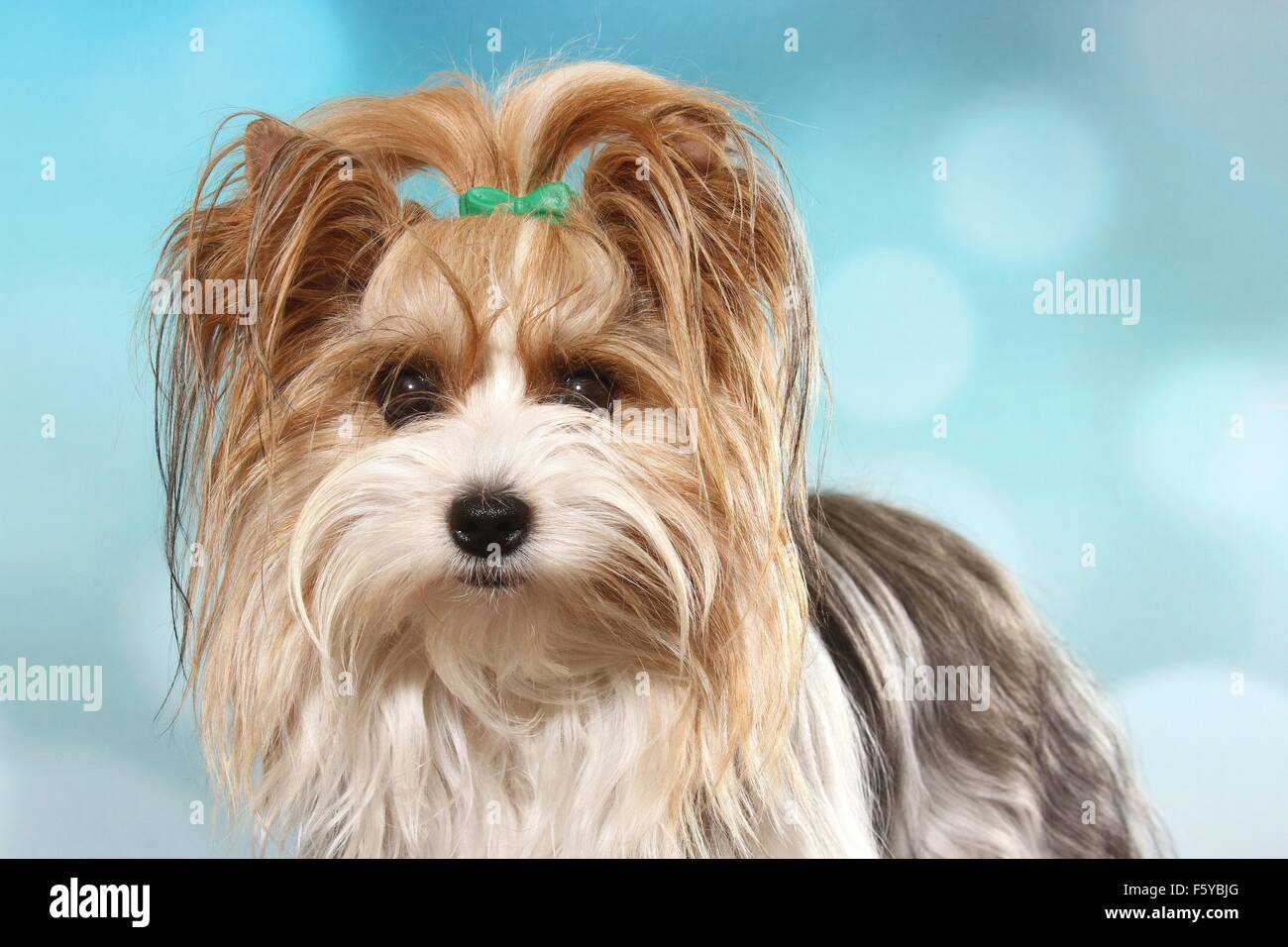Biewer terrier Fotos und Bildmaterial in hoher Auflösung Alamy