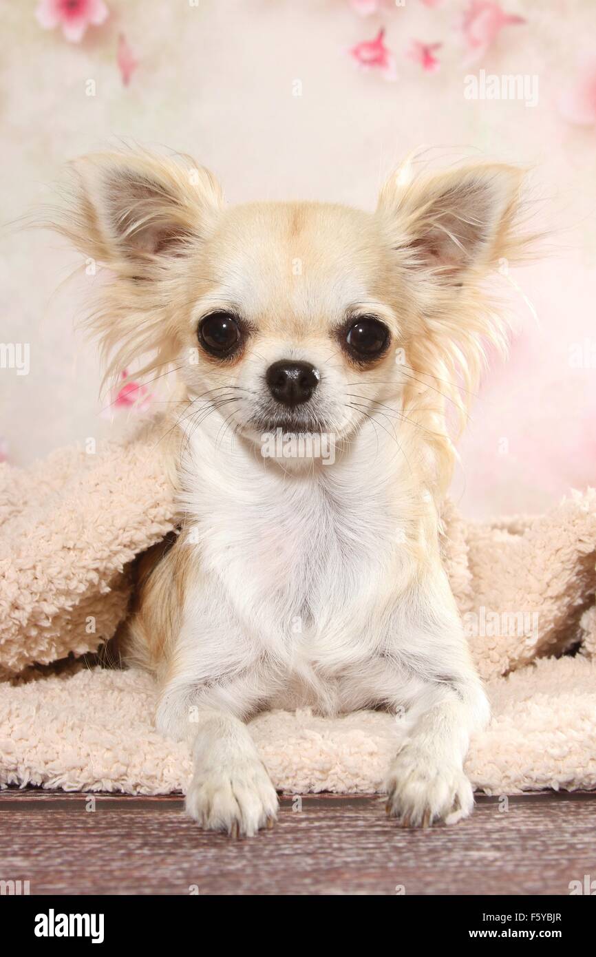 liegenden Langhaar Chihuahua Stockfoto