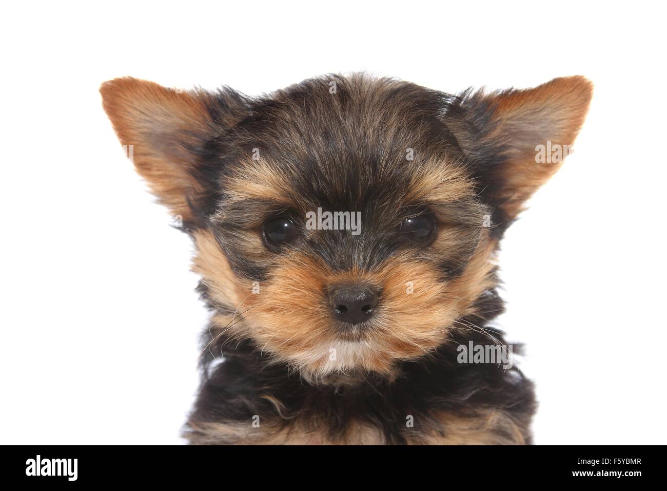 Yorkshire Terrier Welpe Portrait Stockfoto