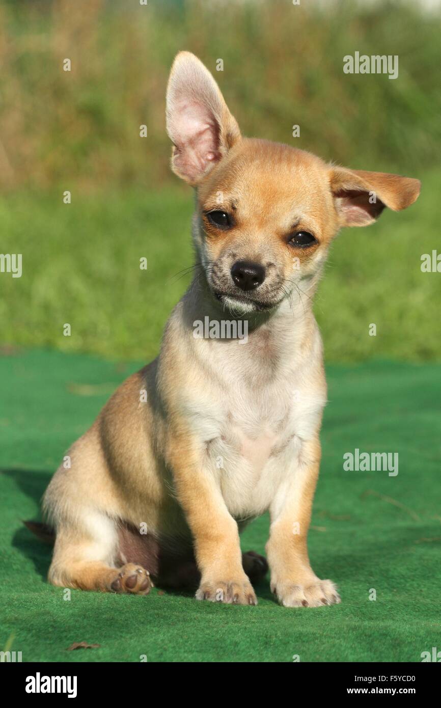 Kurzhaar Chihuahua Welpen sitzen Stockfoto