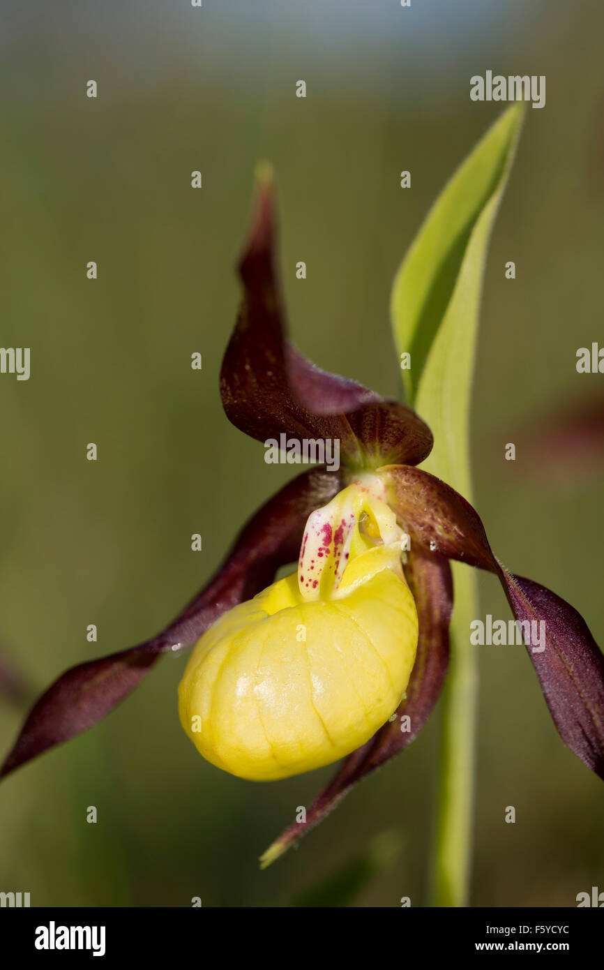 Frauenschuh Orchidee; Cypripedium Calceolus Cumbria; UK Stockfoto