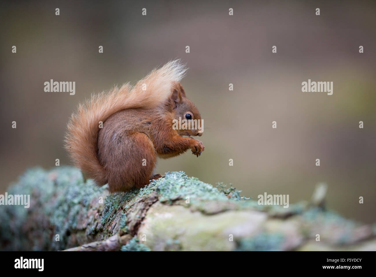 Eichhörnchen; Sciurus Vulgaris Einzelmutter Essen; Schottland; UK Stockfoto