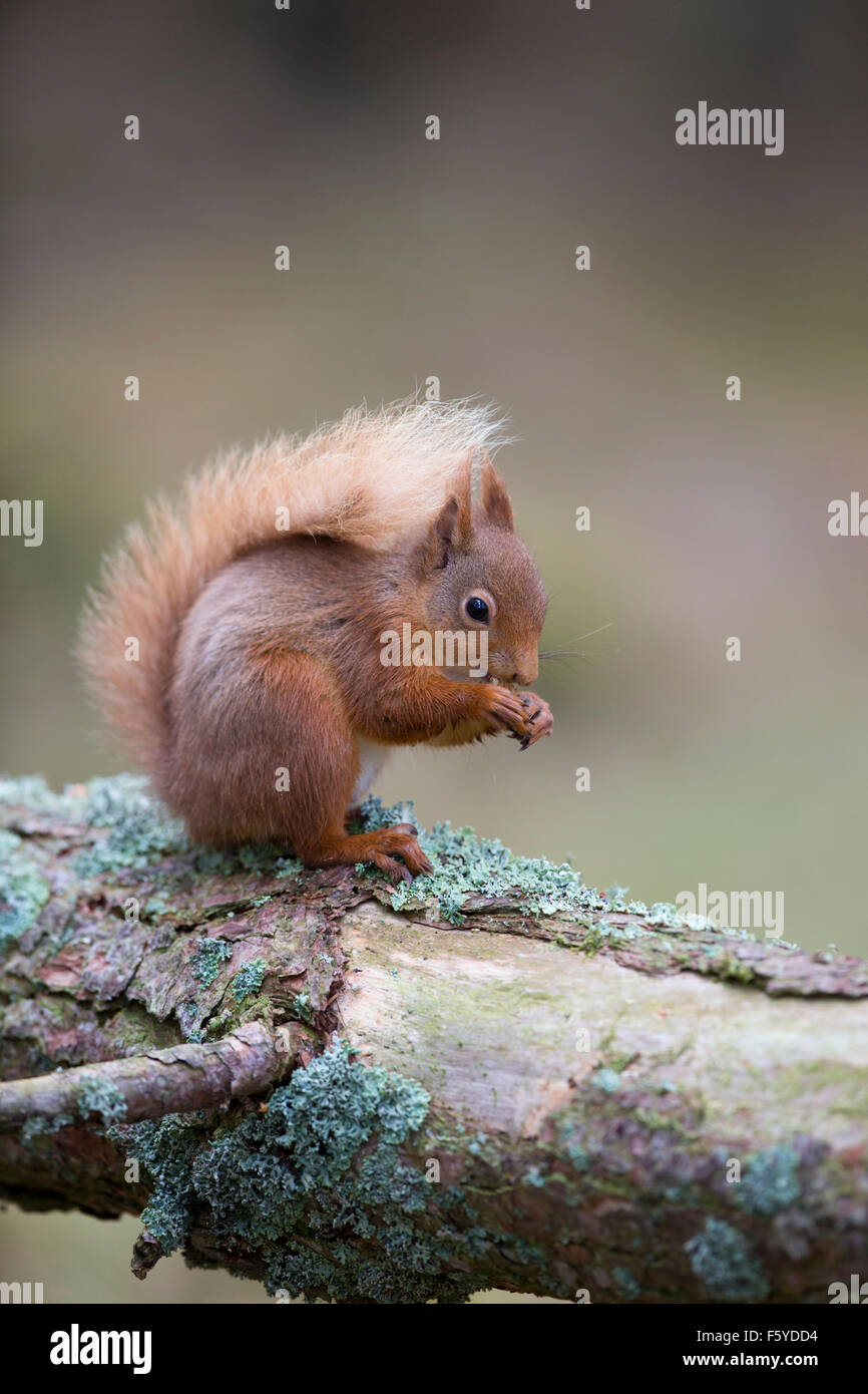 Eichhörnchen; Sciurus Vulgaris Single auf Log; Schottland; UK Stockfoto