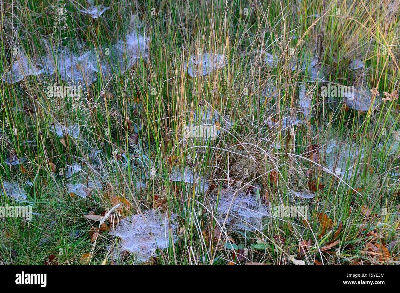 Spinnweben Zwerg Spinnen in langen Rasen Rhandirmwyn Cambrian Mountains Wales Cymru UK GB Stockfoto