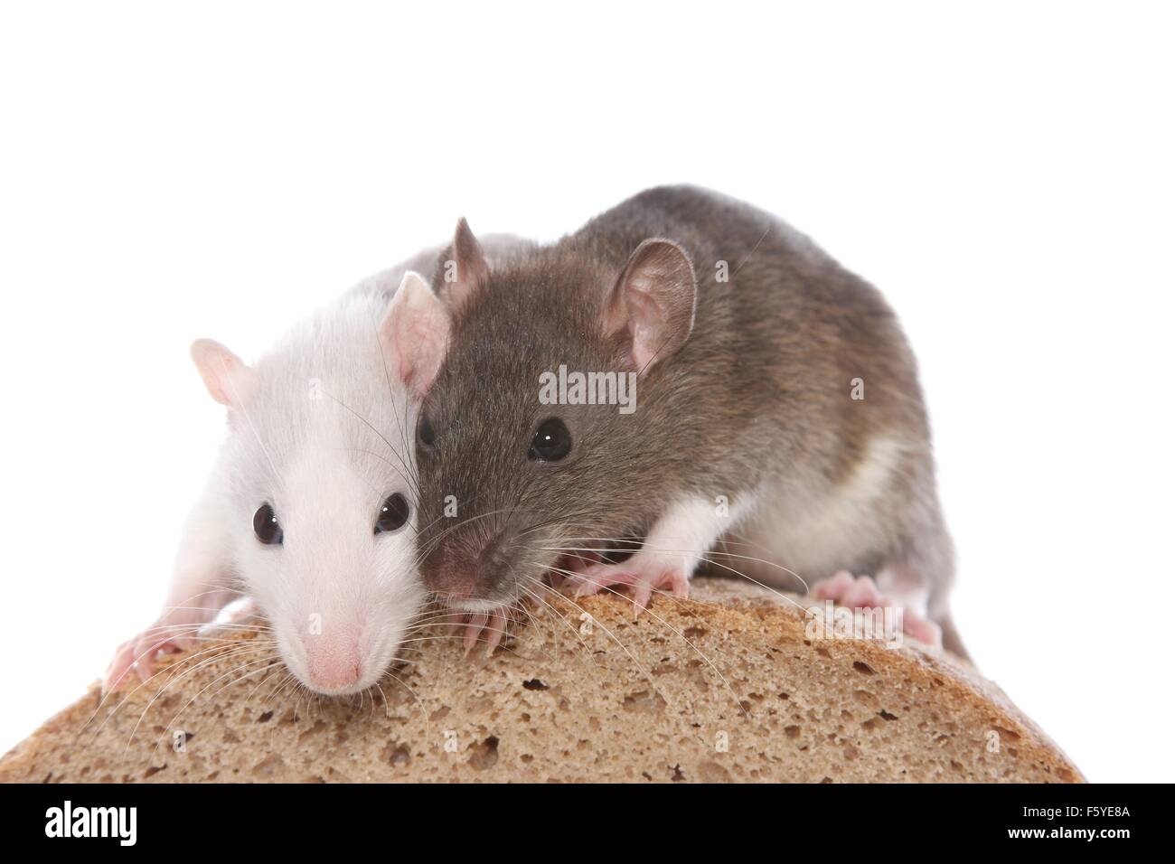 Husky ratten -Fotos und -Bildmaterial in hoher Auflösung – Alamy