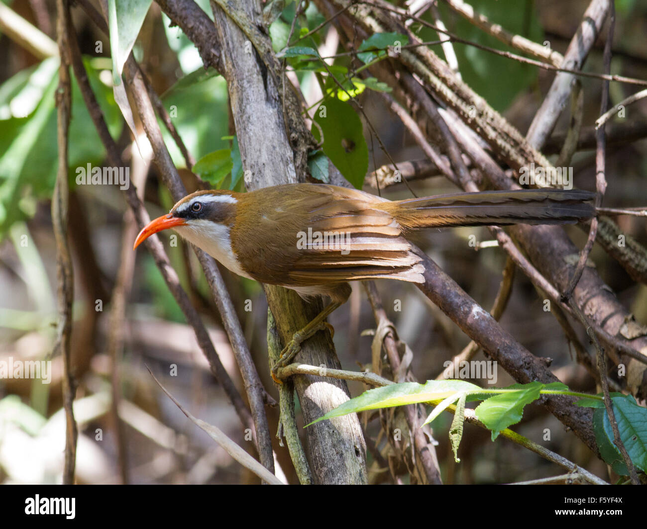 Ein rot-billed Scimitar Schwätzer auf einem Ast in einem Bambuswald in Nord-Ost-Thailand Stockfoto