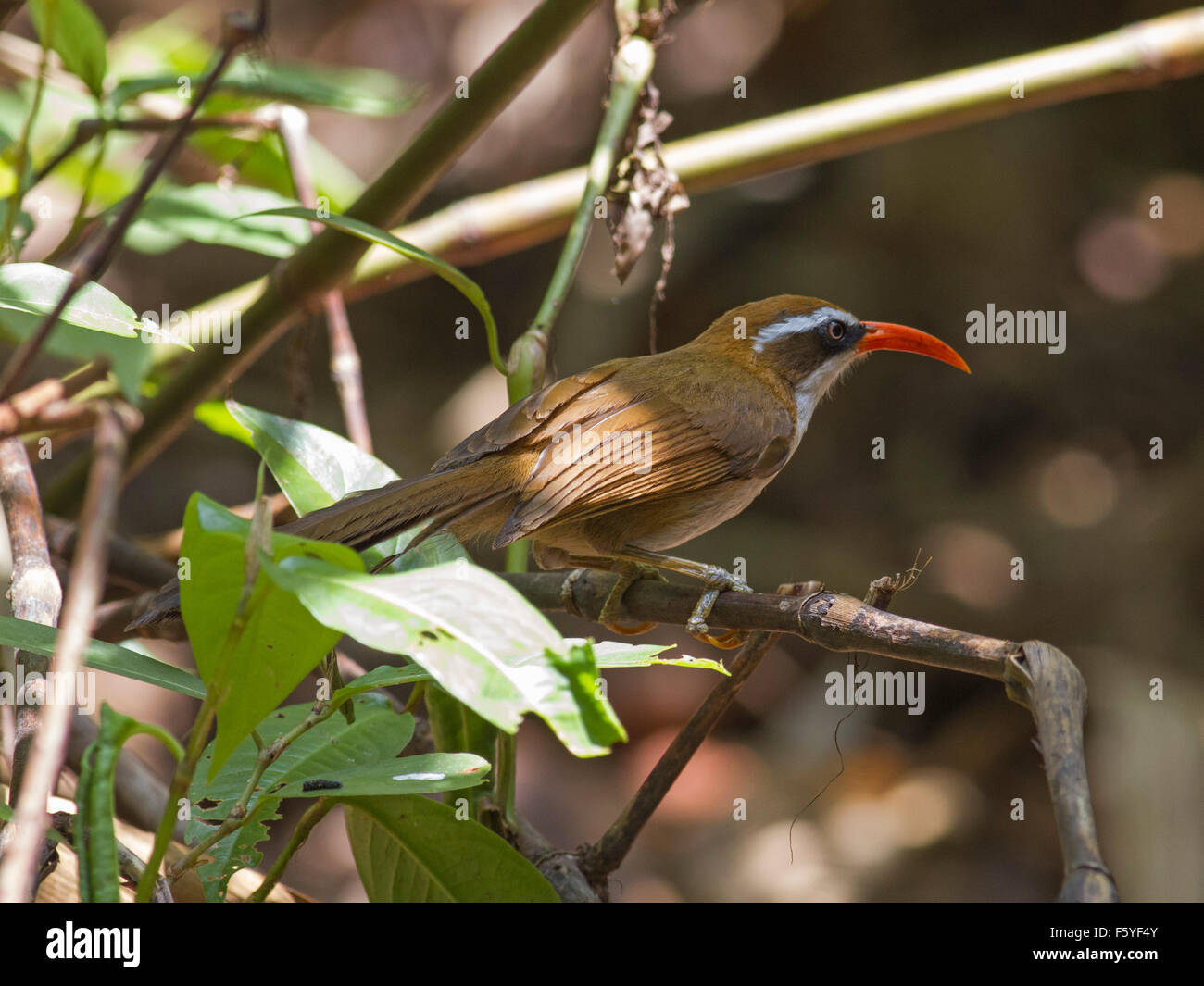 Ein rot-billed Scimitar Schwätzer auf einem Ast in einem Bambuswald in Nord-Ost-Thailand Stockfoto