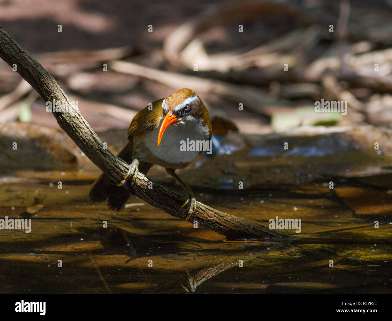 Ein rot-billed Scimitar Schwätzer zu Baden im Waldschwimmbad in Nord-Ost-Thailand Stockfoto