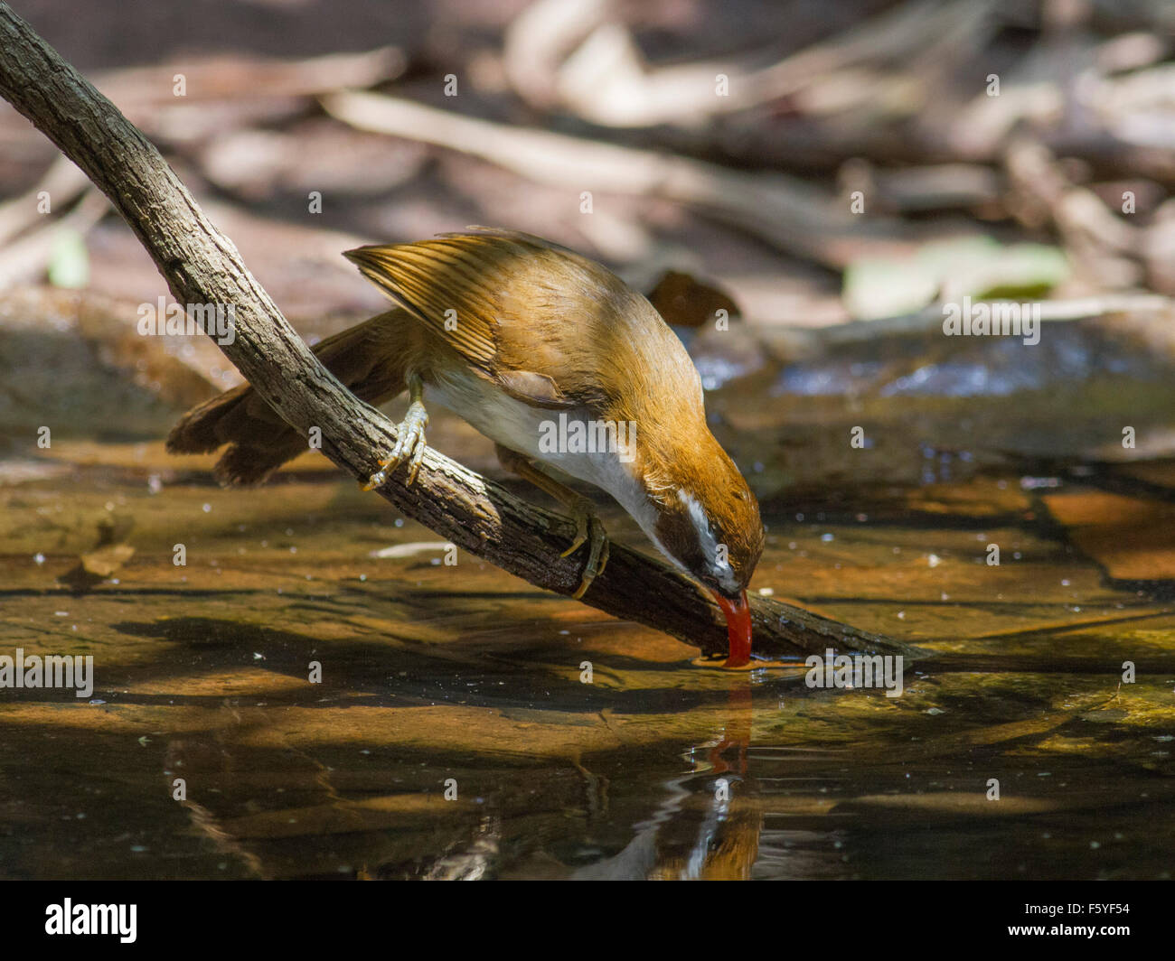 Ein rot-billed Scimitar Schwätzer trinken aus einem Wald in Nord-Ost-Thailand Stockfoto