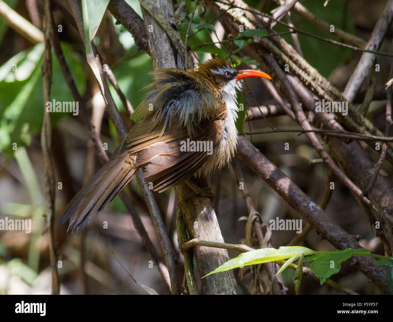 Ein rot-billed Scimitar Schwätzer Austrocknen nach dem Baden in einem Wald-Pool in Nord-Ost-Thailand Stockfoto