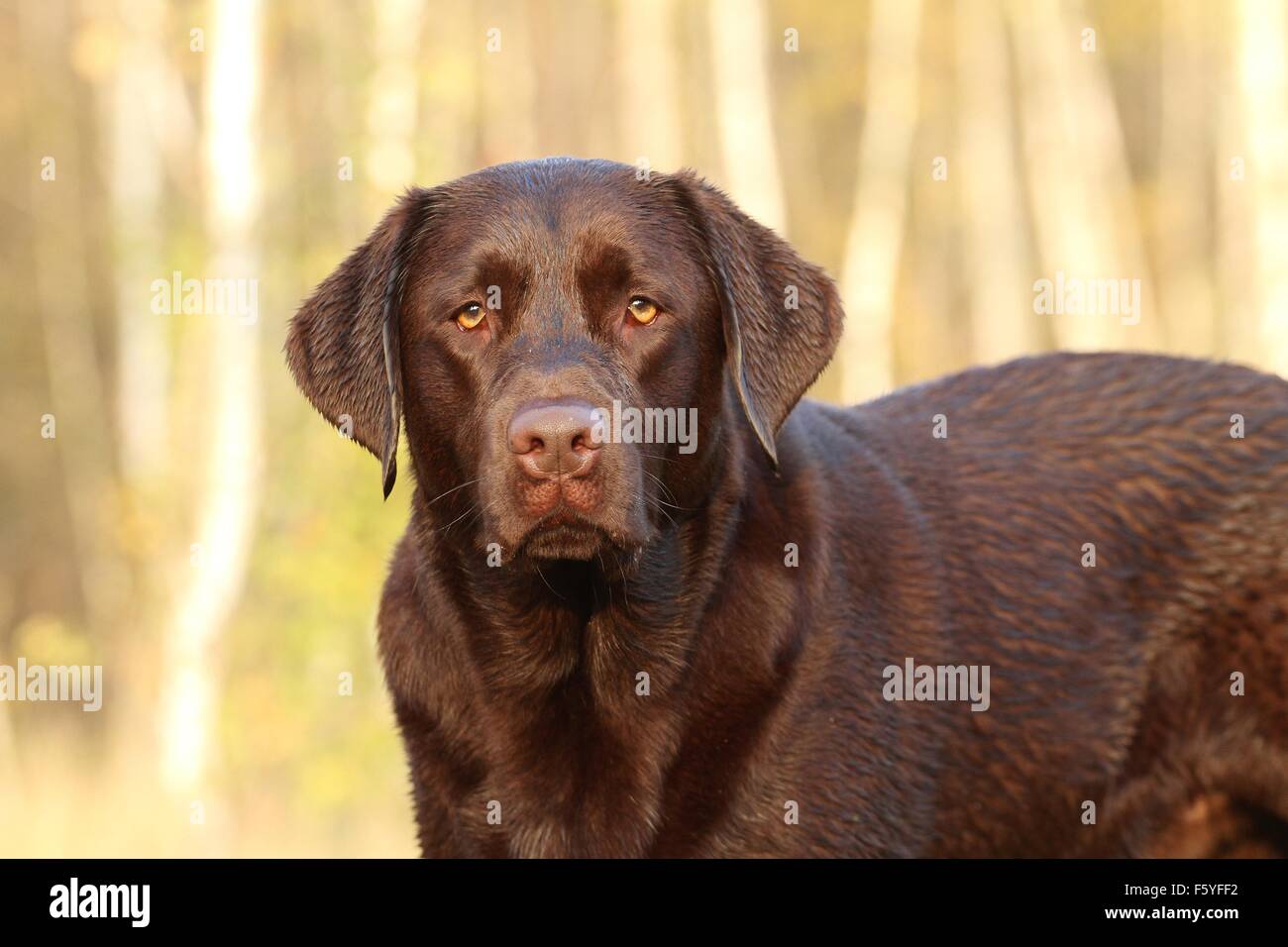 Labrador Retriever Porträt Stockfoto