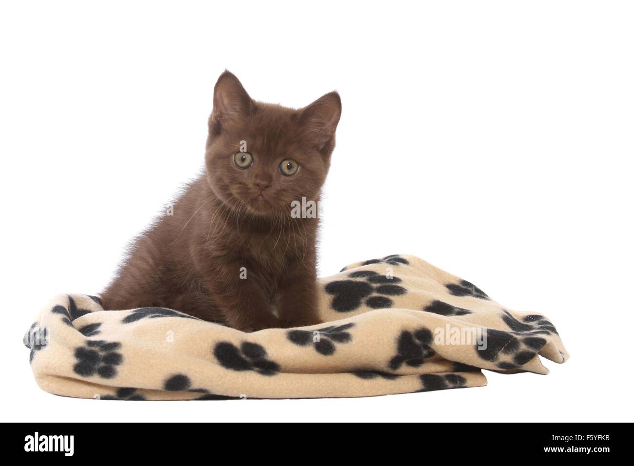 British Kurzhaar Kätzchen sitzen Stockfoto