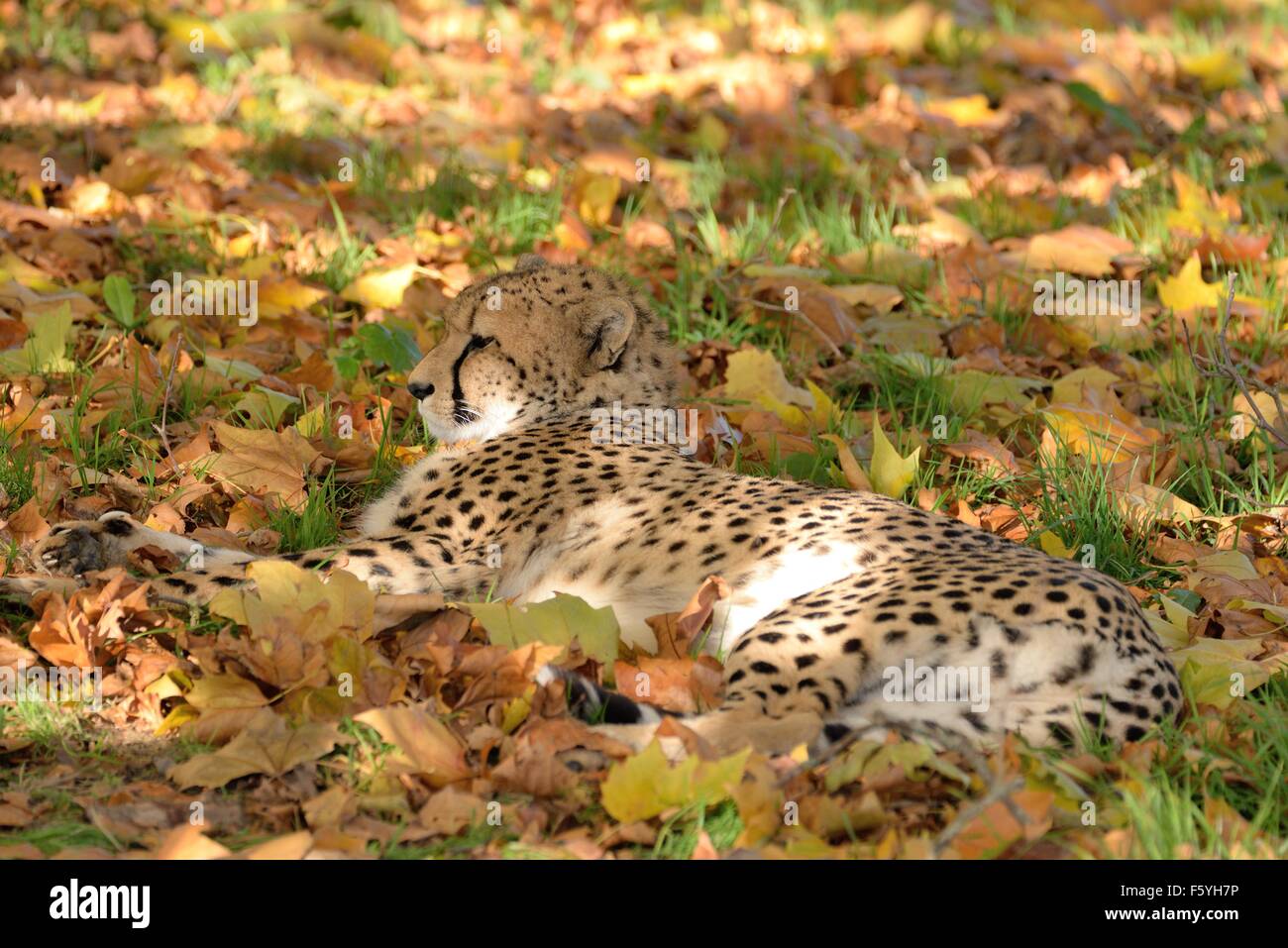 Südafrikanischer Gepard Stockfoto