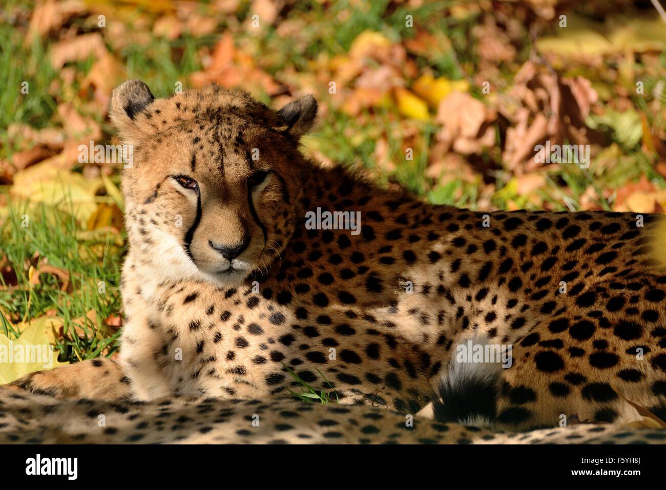 Südafrikanischer Gepard Stockfoto