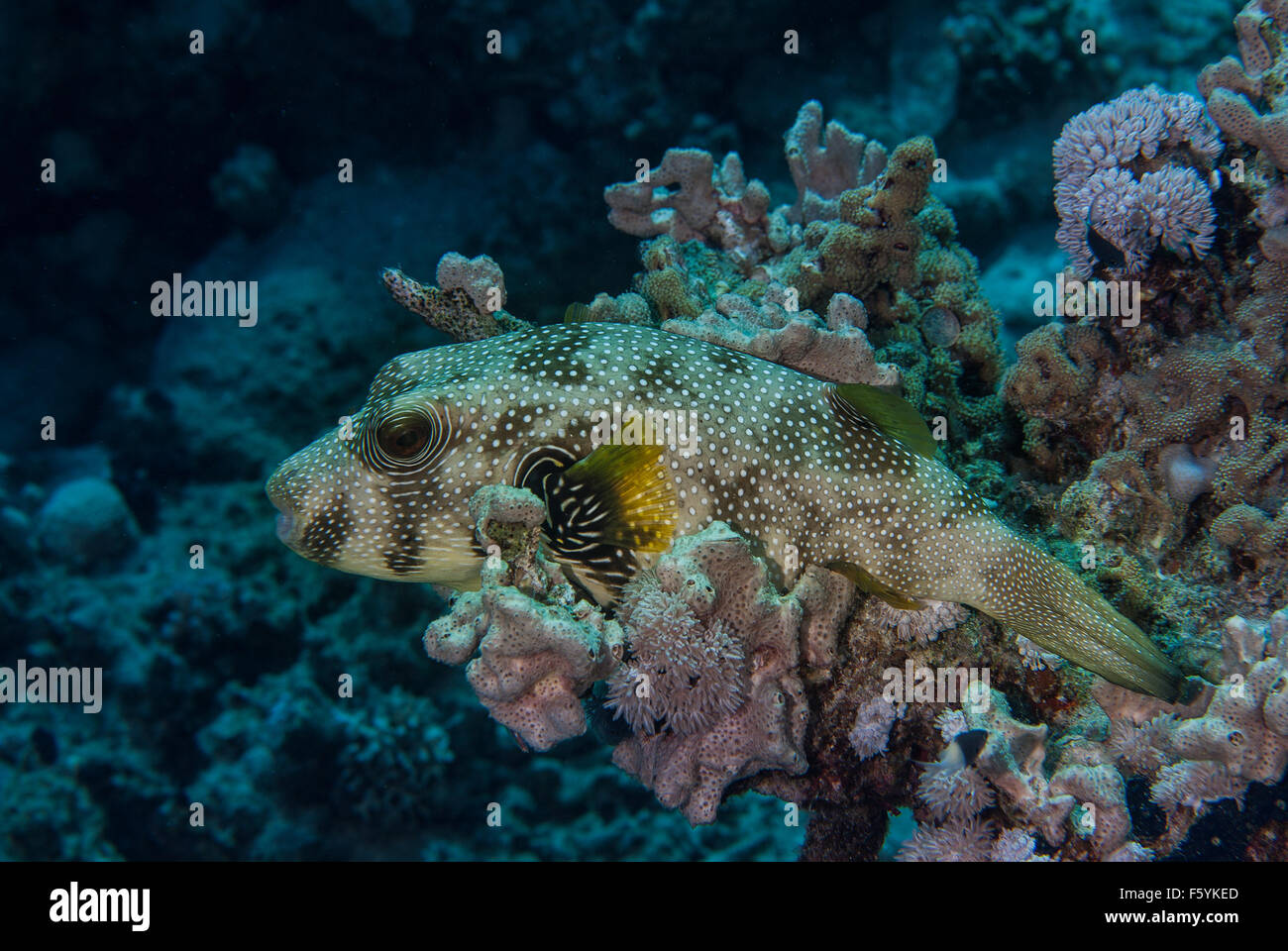 Beringter Kugelfisch Arothron Hispidus, Tetradontidae, Rotes Meer, Sharm el-Sheikh, Ägypten Stockfoto