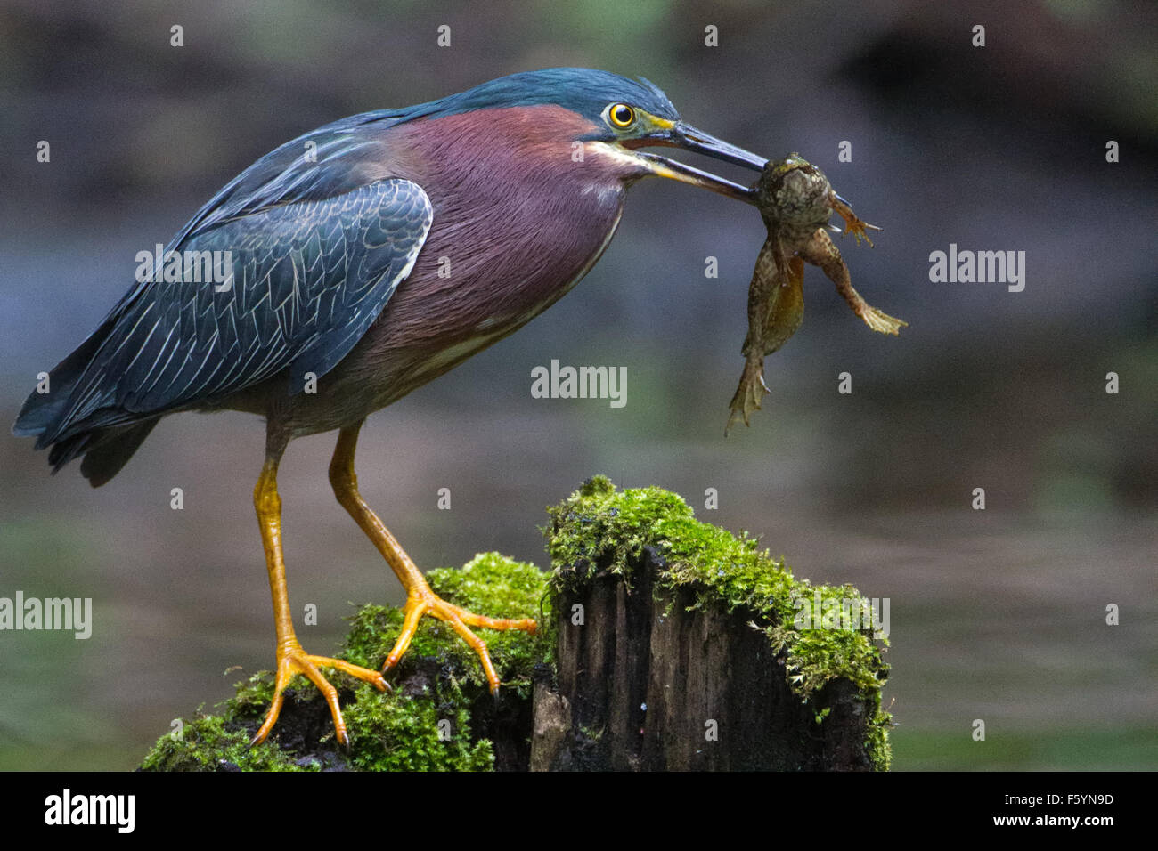 grüne Reiher und juvenile amerikanischer Ochsenfrosch Stockfoto