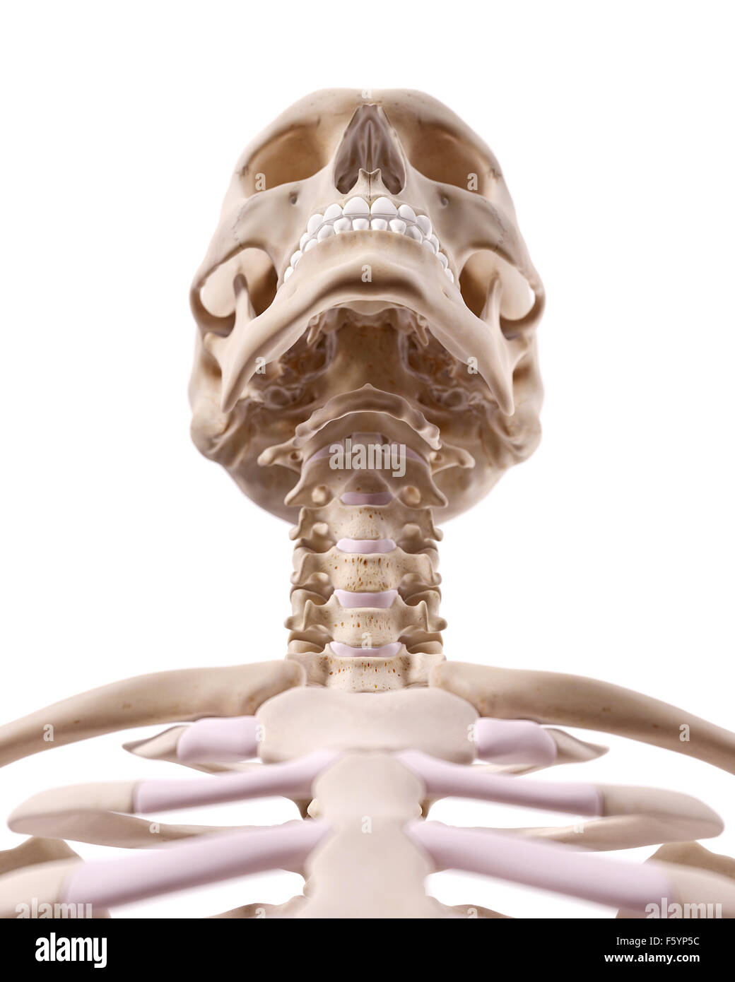 medizinisch genaue Abbildung des menschlichen Schädels Stockfoto