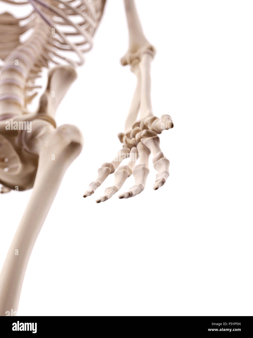 medizinisch genaue Abbildung des Hand-bones Stockfoto