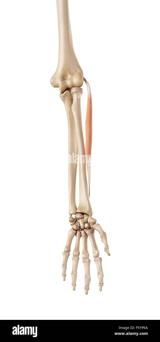 medizinische genaue Abbildung der Beinstrecker Carpi Radialis brevis Stockfoto