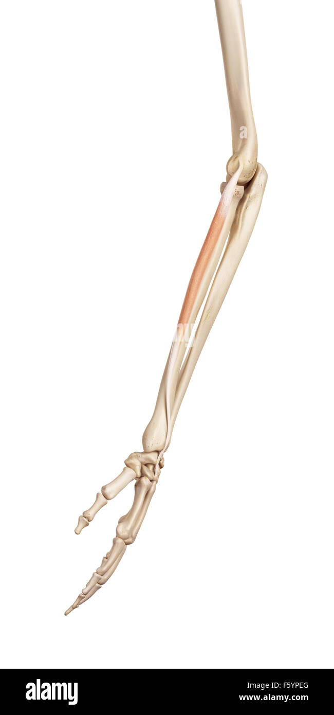 medizinische genaue Abbildung der Beinstrecker Carpi Radialis brevis Stockfoto