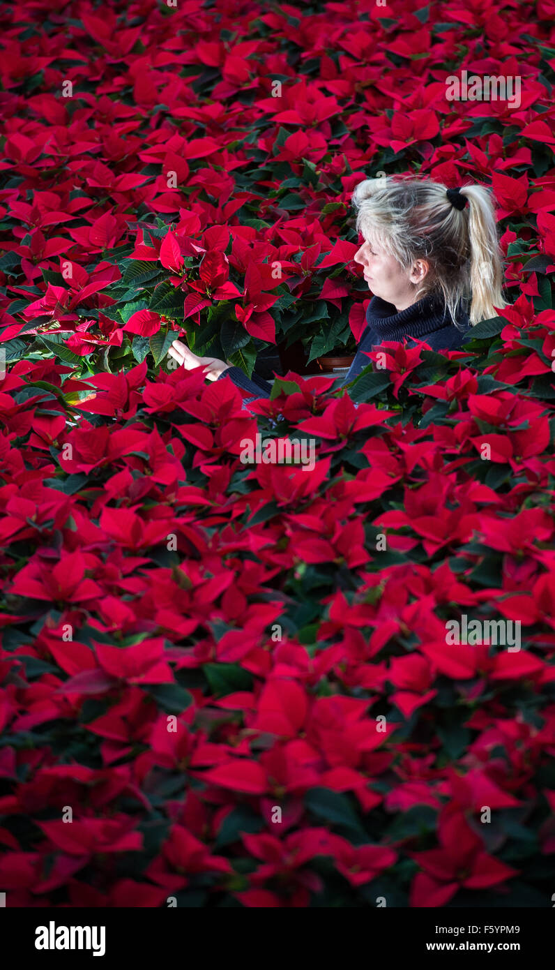 Manschnow, Deutschland. 10. November 2015. Gärtner Jeannette Rohde von der Fontana Gartenbau arbeitet GmbH in einem Gewächshaus zwischen Weihnachtssterne in Manschnow, Deutschland, 10. November 2015. Etwa 23.000 von Zierpflanzen, die beliebt sind um die Weihnachtszeit herum wachsen in unserem Gewächshaus. Durchschnittlich 40 Millionen Pflanzen werden in Deutschland pro Saison verkauft. Foto: Patrick Pleul/Dpa/Alamy Live News Stockfoto