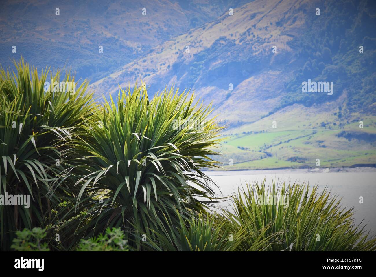 Schöne New Zealand native Grünpflanzen vor dem malerischen Hintergrund auf ein buntes Gebirge und See Stockfoto