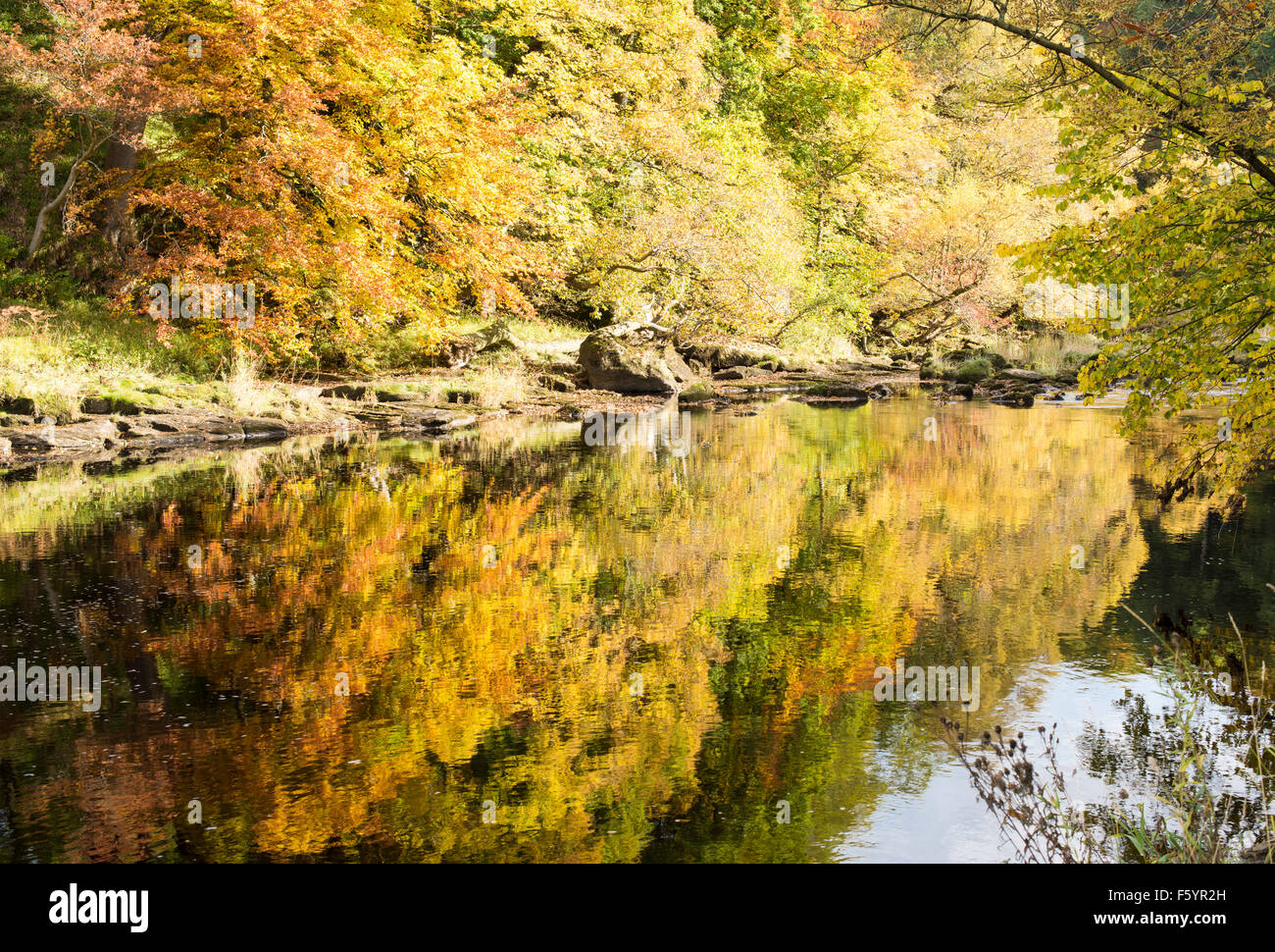 Herbstfarben in "Strid Wood" (3), Bolton Abbey, Yorkshire Dales National Park, England, UK Stockfoto