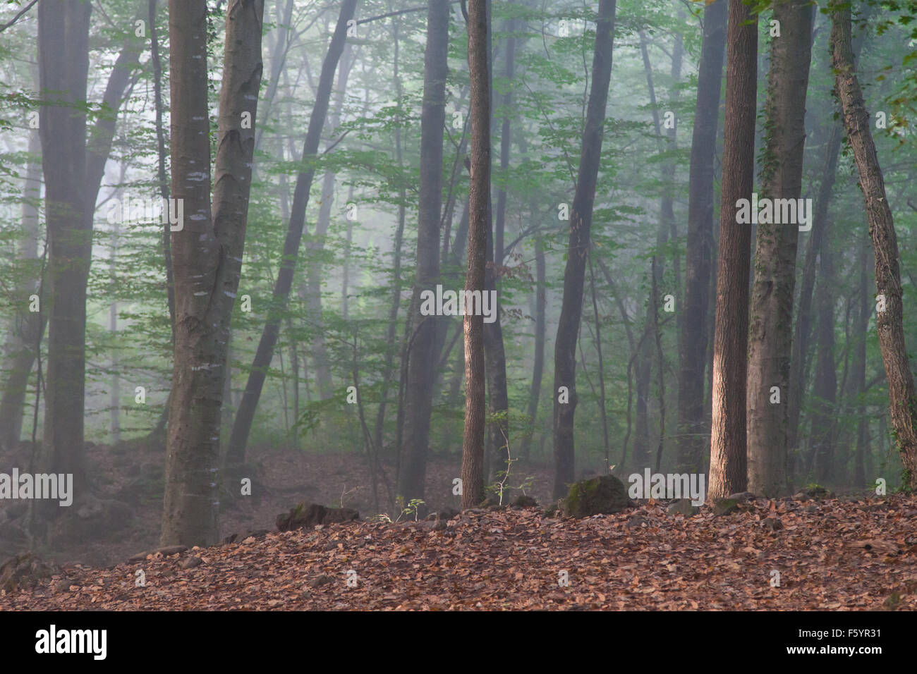 Nebel in die Jorda Buche, La Garrotxa, Girona, Katalonien. Stockfoto