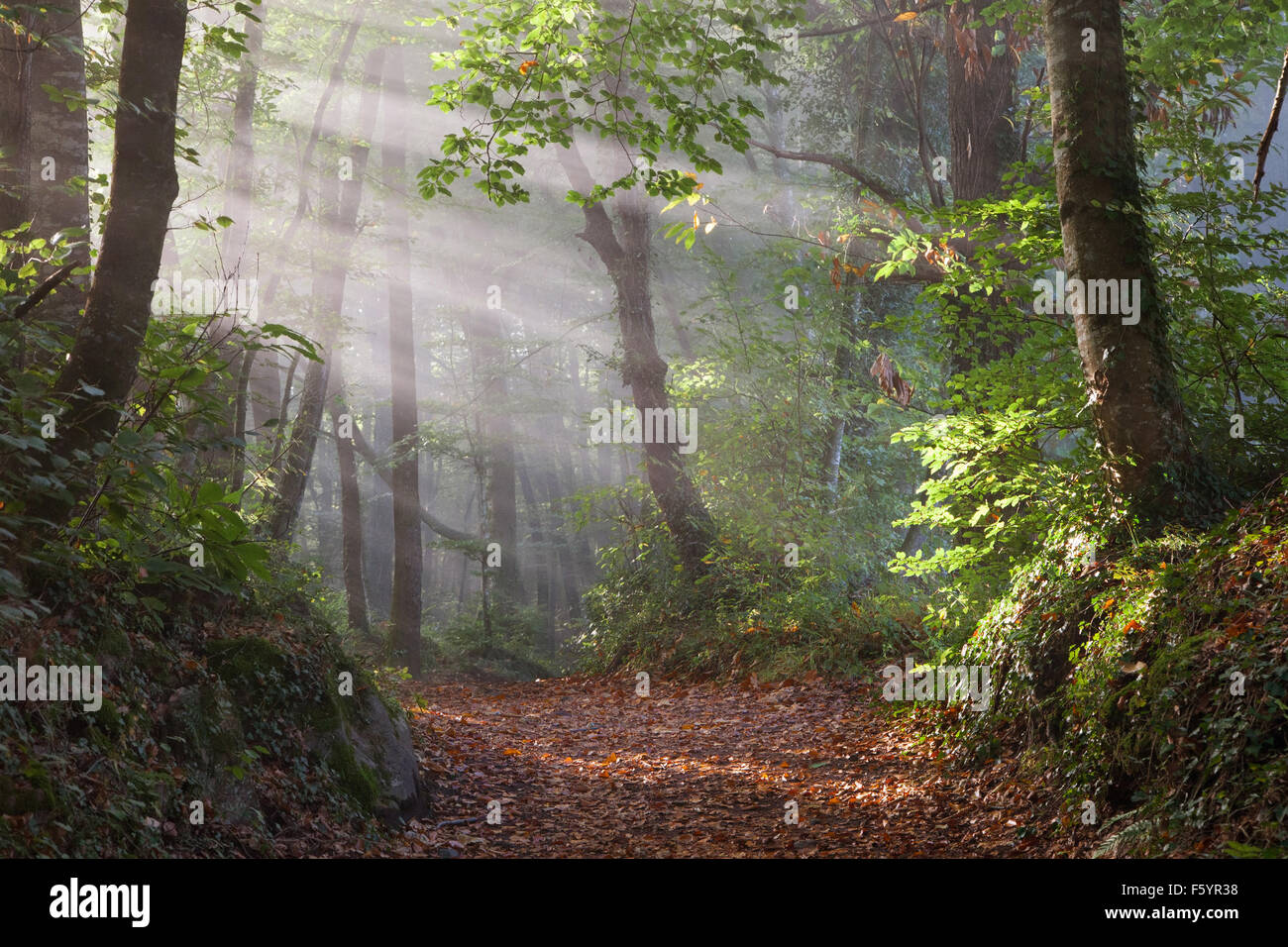 Erste Sonnenstrahlen im Wald von La Fageda de Jorda in Garrotxa, Girona, Katalonien. Stockfoto