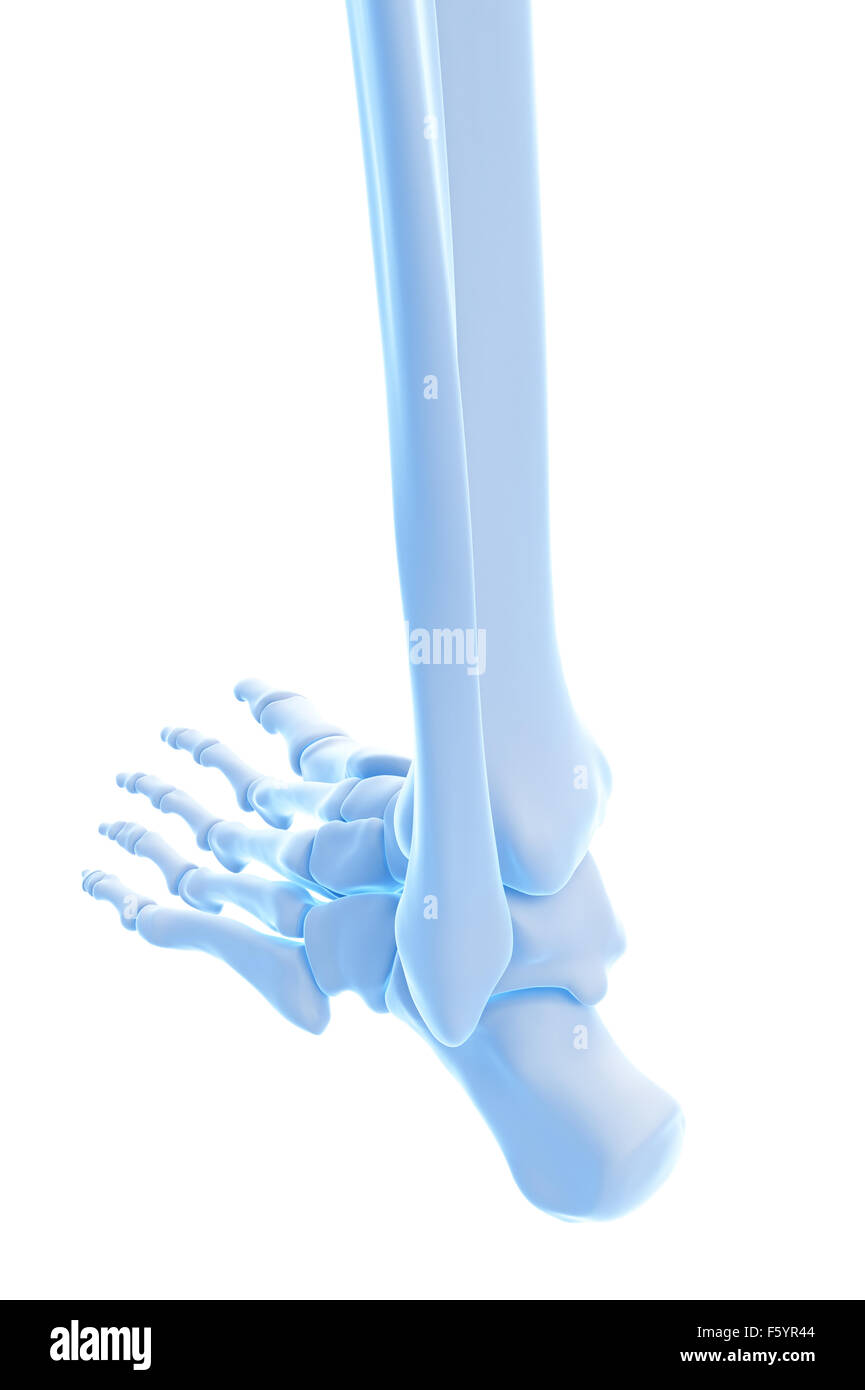 medizinisch genaue Abbildung der Knöchel Knochen Stockfoto