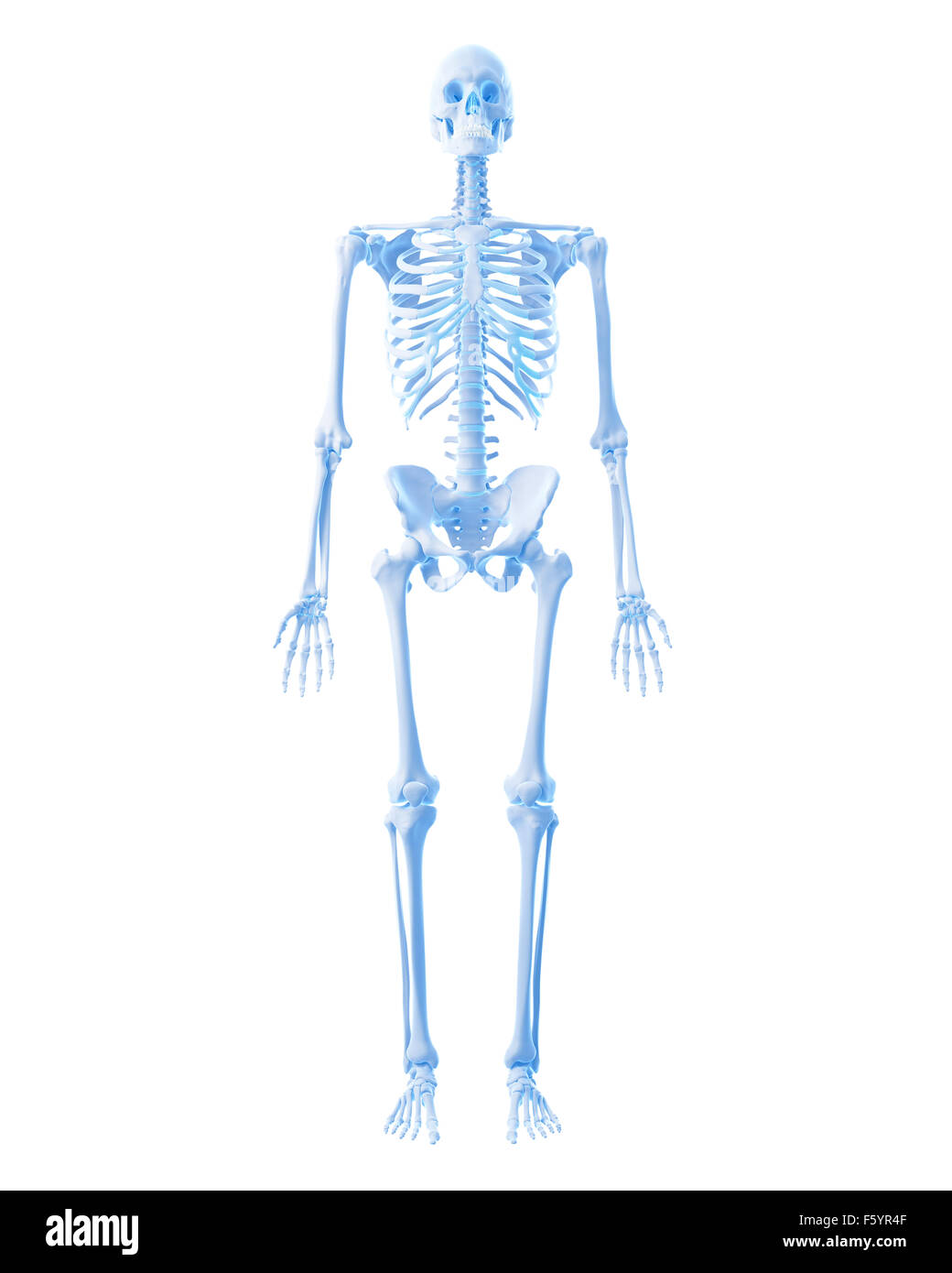 medizinisch genaue Abbildung des menschlichen Skeletts Stockfoto