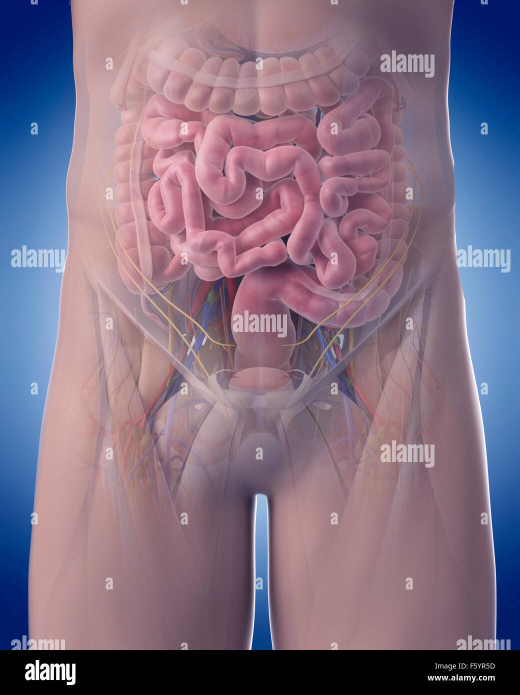 medizinisch genaue Abbildung der Abdominal-Anatomie Stockfoto
