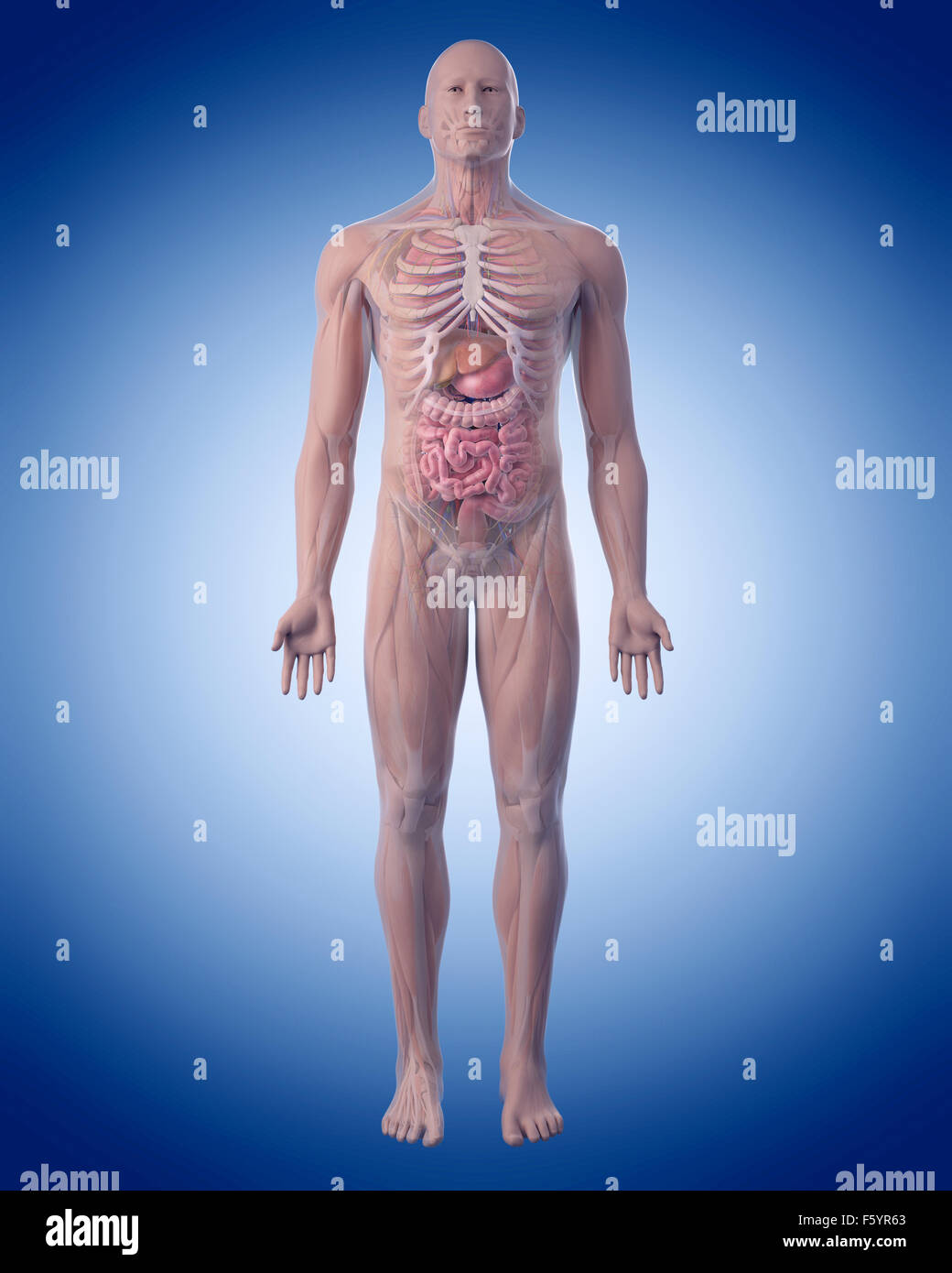 medizinisch genaue Abbildung der menschlichen Anatomie Stockfoto