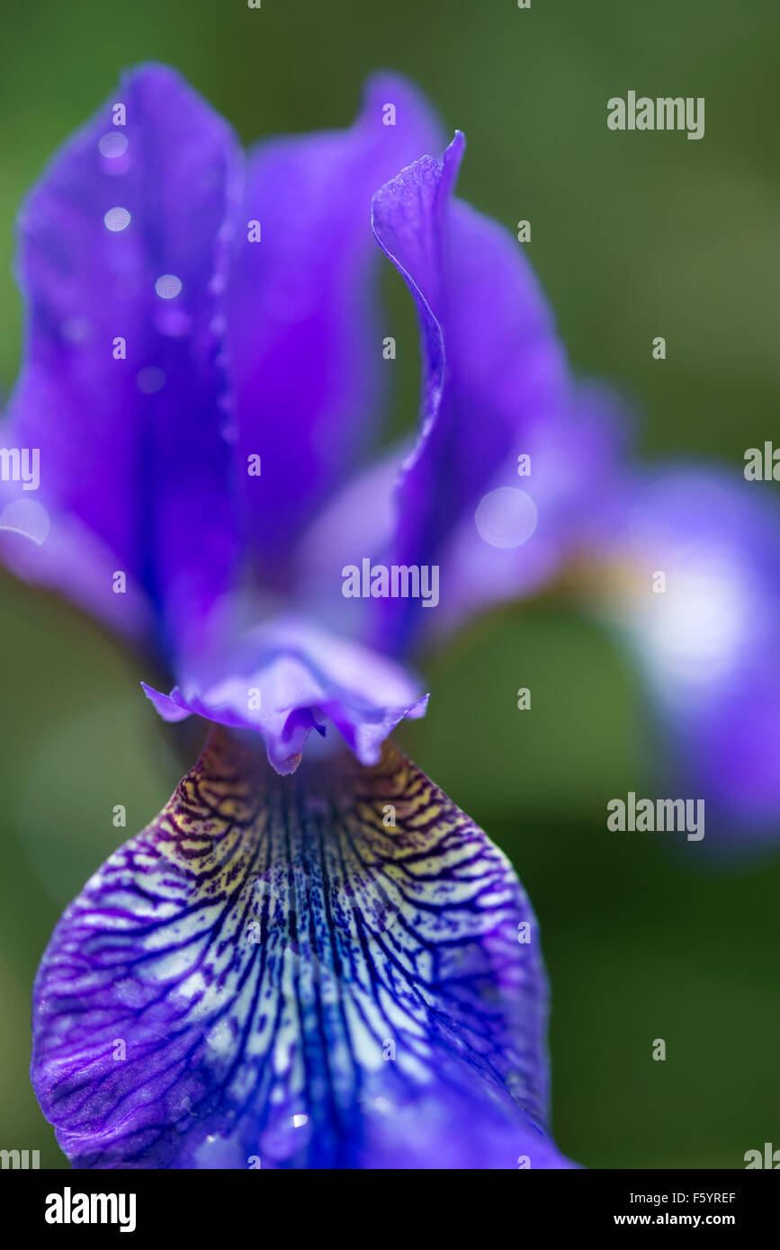 Nahaufnahme einer blauen Iris Sibirica Blume mit feinen weißen Adern auf den Sepalen. Stockfoto