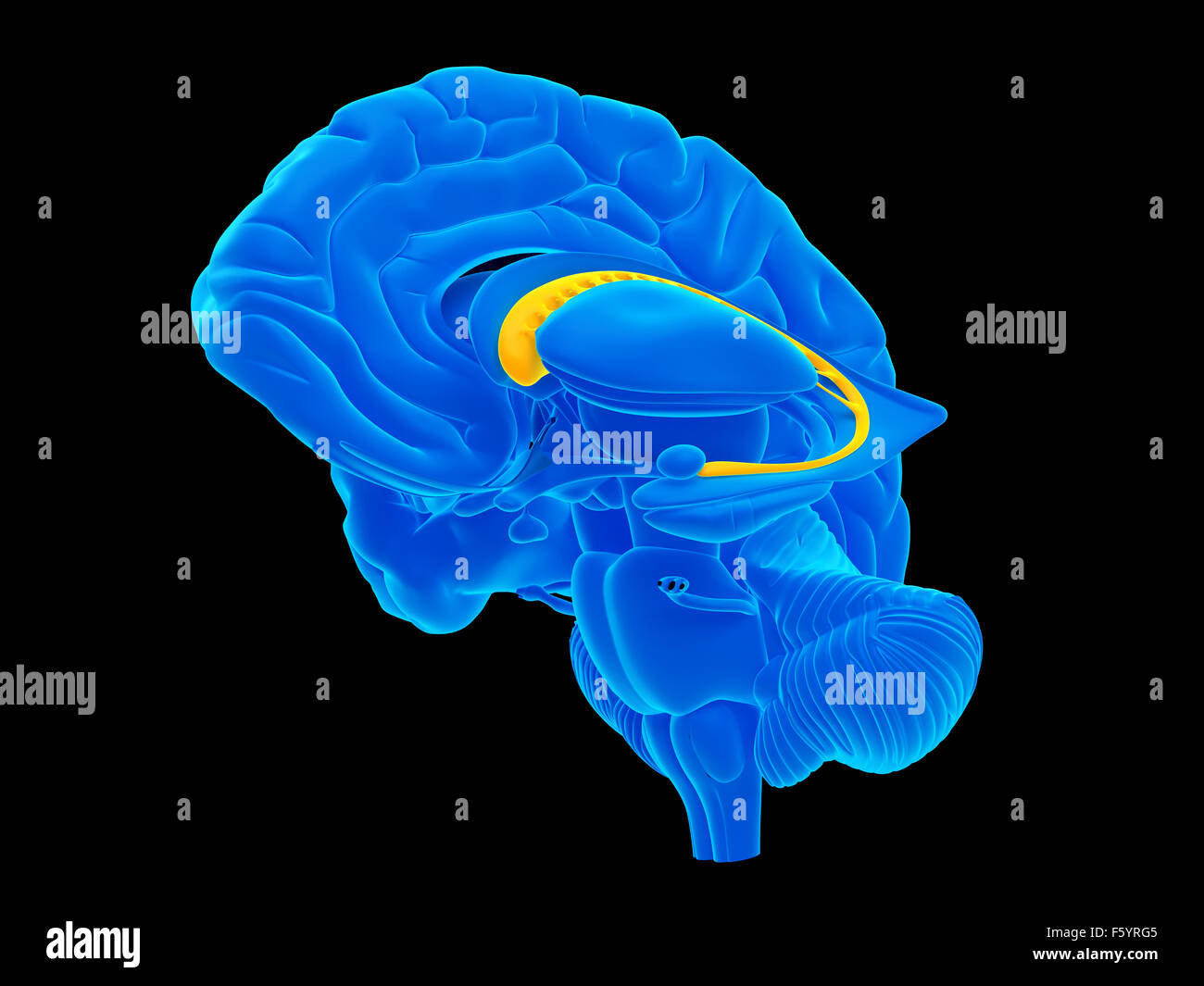 medizinisch genaue Abbildung des Nucleus caudatus Stockfoto