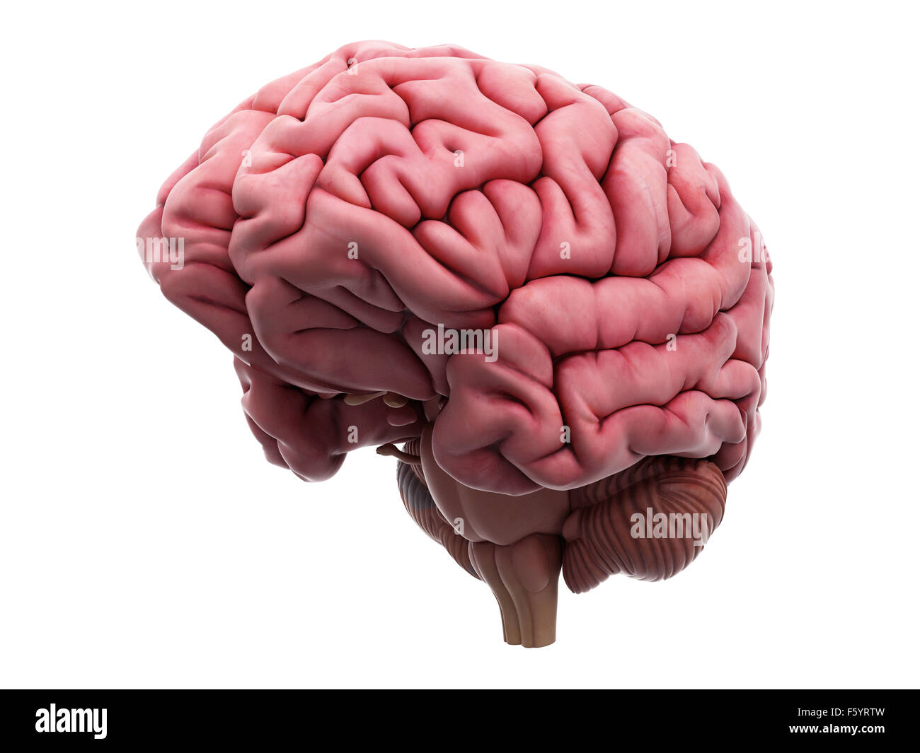 medizinisch genaue Abbildung des Gehirns Stockfoto