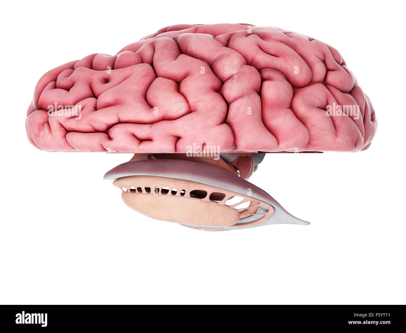 medizinisch genaue Darstellung der Anatomie des Gehirns Stockfoto